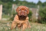 DOGUE DE BORDEAUX 452